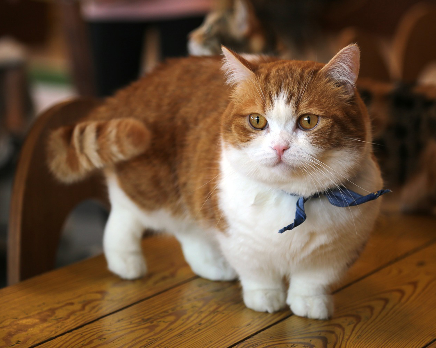 Манчкин кошка - вся информация о породе: сколько стоит и где купить